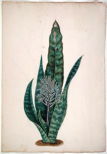 Johanna Henrietta Breyne: Aloe Guineensis, Mitte 18. Jh.